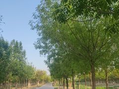-西青郊野公园