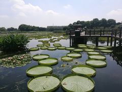 -荷塘月色湿地公园·向阳花洲