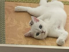 -东方名猫馆·英短金渐层布偶猫舍(环线广场1号楼店)