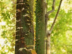 -上海共青森林公园