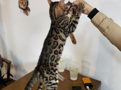 -猫爪屋猫咖(乐汇城店)