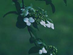 -蜀冈西峰生态公园