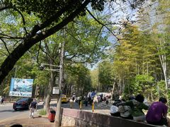 -紫金山山顶公园