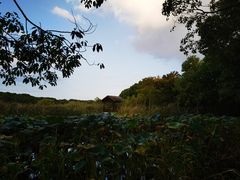 -同里国家湿地公园