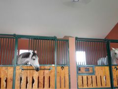 进口马匹-月河湾马术俱乐部(朝阳店)