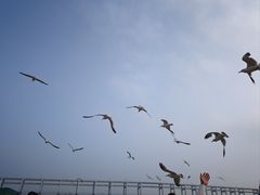 -日月昇渔家菜·海肠捞饭·大连海鲜(星海公园店)