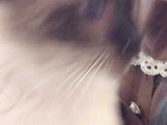 -三花喵·撸猫购宠·宠物生活馆(虹桥南丰城店)