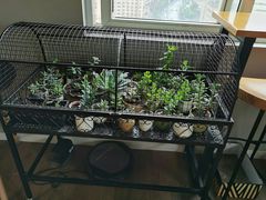 -东方名猫馆·英短金渐层布偶猫舍(环线广场1号楼店)