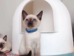 -糯米喵星人总部直营旗舰店·猫舍·幼猫出售