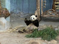 -海南热带野生动植物园