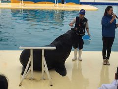 -秦皇岛乐岛海洋王国