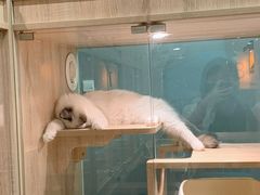 -BABIT巴比特宠物(MOMOPARK店)