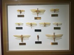 -上海昆虫博物馆