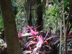 -呀路古热带植物园