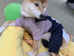 -逗柴咖啡屋·狗咖猫咖宠物桌游