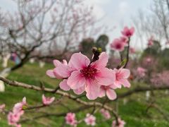 -秀丽东方