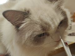 -藏猫猫咖啡主题馆(中央大道店)