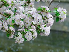 -海棠花溪(元大都城垣遗址公园)