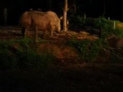 -清迈夜间动物园