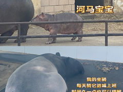-合肥野生动物园