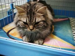 -纳吉亚猫专科动物医院博雅分院