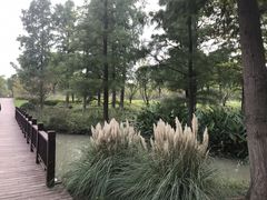 -九科绿洲