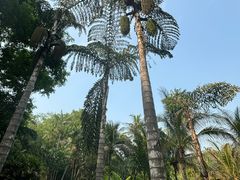 -中国科学院西双版纳热带植物园
