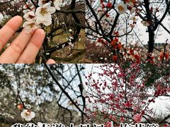 -香雪海