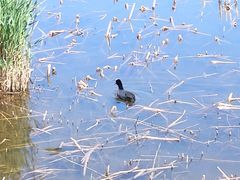 -野鸭湖国家湿地公园