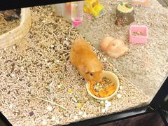 -宠物世家(仲盛世界商城店)