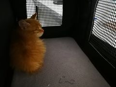 -谐和益家动物医院·免疫绝育·血液透析·宠保定点医院(高新伊藤分院)
