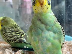 -怪兽屋·羊驼·猫咖·狗咖(俊华广场店)