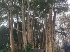 -中国科学院西双版纳热带植物园