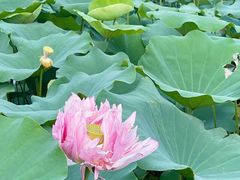 -大湾区中央湿地公园