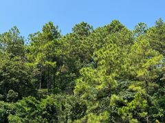 -广州白江湖森林公园