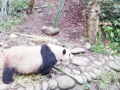 -熊猫谷