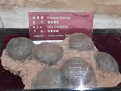 android_upload_pic-中国西峡恐龙遗迹园
