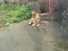 -贵州森林野生动物园