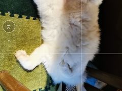 -猫猫幼稚园·撸猫·桌游·电玩