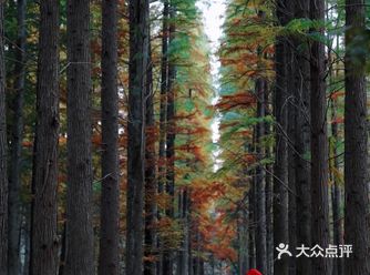杭州秋天最美的地方城西拍照最佳
