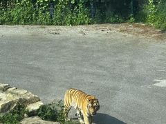 -大连森林动物园