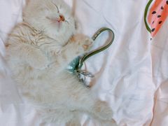 -老吴的猫·猫舍(新区店)