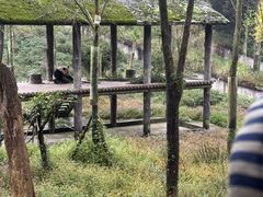 -中国大熊猫保护研究中心雅安碧峰峡基地
