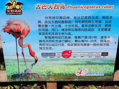 -广州长隆飞鸟乐园
