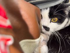 -凯特喵百思猫专科医院