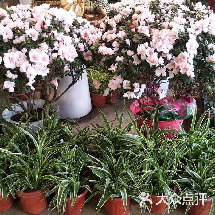 虹桥花卉市场图片