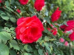 -天鹅湖体育公园