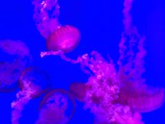 -瑞普利水族馆