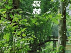 -桤木河湿地公园