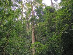 -西双版纳原始森林公园